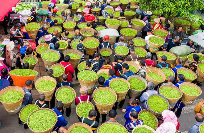 Wuyishan tea plantation